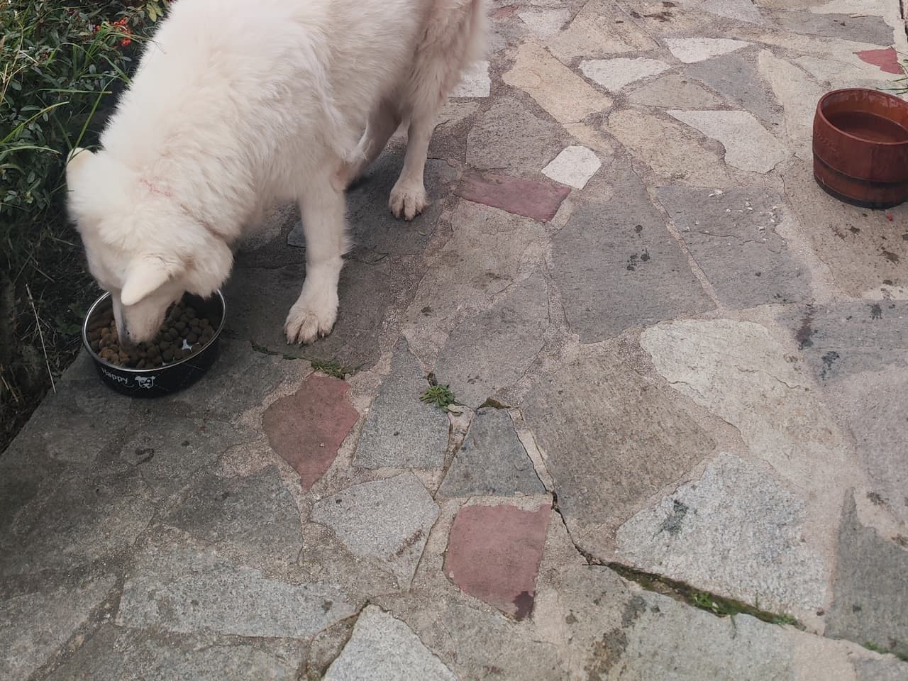 Chien blanc qui mange sur la terrasse avec vue panoramique sur Nice