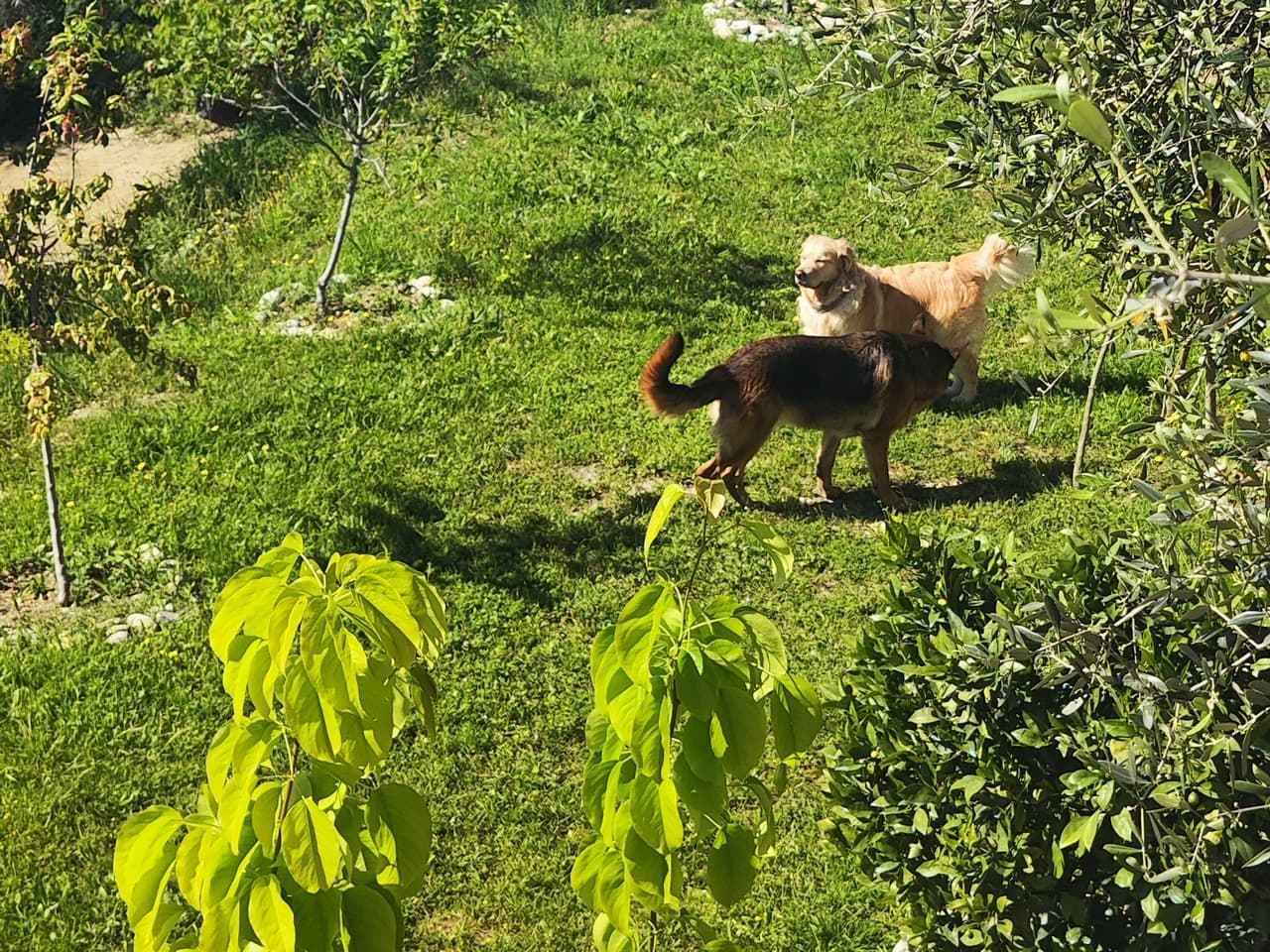 Deux chiens jouent dans le jardin clos avec vue sur les montagnes